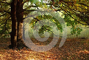 Autunno foglie un Quercia un albero 