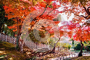 Autumn leaves in Okayama castle park, Japan