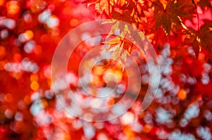 Autumn leaves in Okayama castle park, Japan