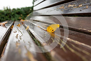 Autumn leaves on the old wooden bench in the park