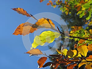 Autumn leaves with opposite light