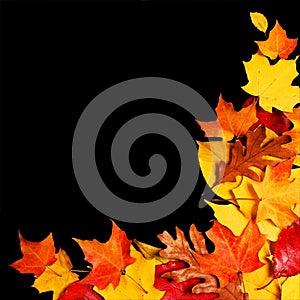 Autumn Leaves over Black Background