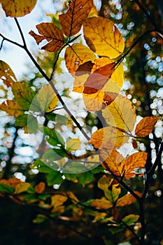 Autumn leaves over forest background