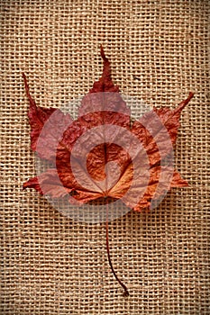 Autumn Leaves over jute background