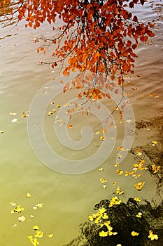 Autumn leaves over water