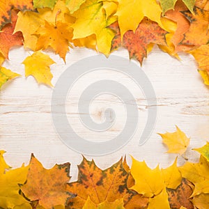 Autumn Leaves over white background