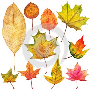 Autumn leaves painted by watercolor of mixed colors of green, yellow, red, orange and brown