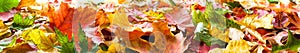 Autumn leaves panorama