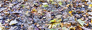 Autumn leaves. Panorama