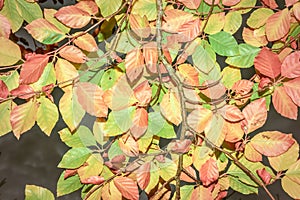 Autumn leaves - panoramic background of yellow leaves falling from tree