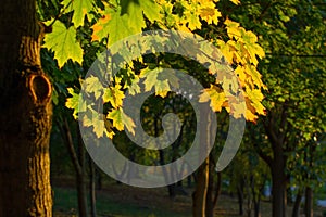 Autumn leaves in park