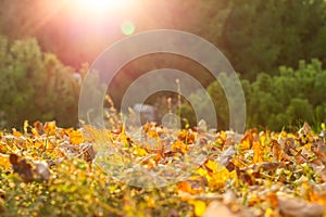 Autumn leaves in park