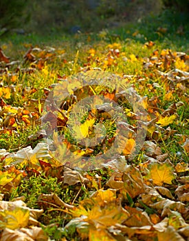 Autumn leaves in park