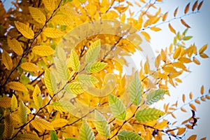 Autumn leaves in park