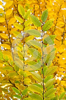 Autumn leaves in park