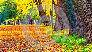 Autumn leaves on a park alley