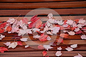 Autumn leaves on a park bench