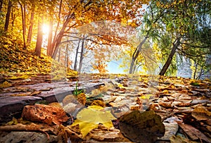 Autumn Leaves on a path in Tsaritsyno park in Moscow