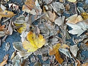 Autumn leaves on pathway in forrest