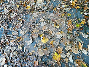 Autumn leaves on pathway in forrest