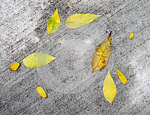 Autumn Leaves Pattern on Sidewalk