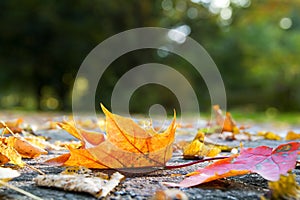 Autumn leaves on pavement photo
