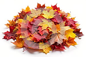 Autumn Leaves Pile Isolated on White Background photo