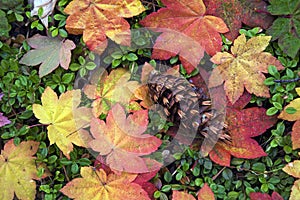 Autumn leaves and a pine cone