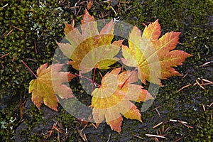 Autumn leaves and a pine cone