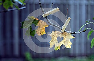 Autumn leaves of plane tree with cutted hearts. love concept, very shallow focus