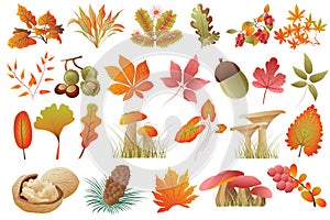 Autumn leaves and plants isolated set. Fallen leaves of different colors, acorn, chestnuts, walnuts, mushrooms, fir cones, rowan.