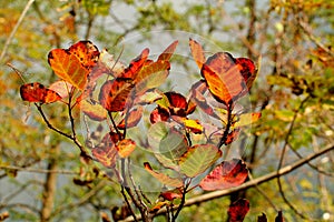 Autumn leaves at Plitvice Lakes National Park