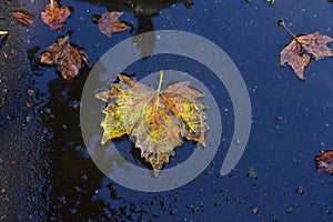 Autumn leaves in a pool of water.