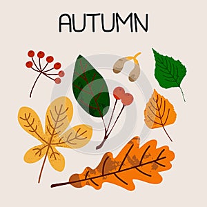 Autumn leaves poster. Fall orange yellow green foliage. Oak birch apple tree hand drawn elements with stamp texture, modern trendy