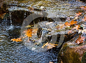 Autumn Leaves in Pretty Little Waterfall