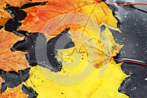 Autumn leaves in puddle