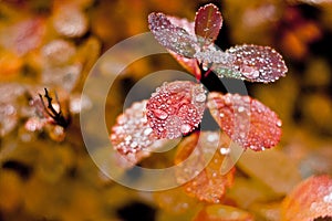Autumn leaves in the rain