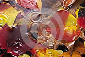 Fall Autumn Leaves Water Rain Background