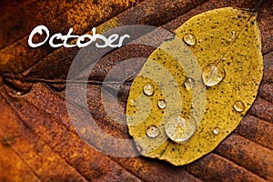 Autumn Leaves With Rain Droplets. October Concept Wallpaper.