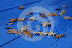 Autumn leaves on rain