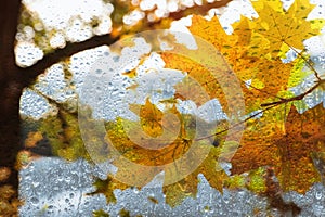 Autumn leaves on rainy day, view through window