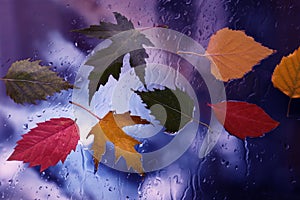 Autumn leaves in rainy weather on the window glass