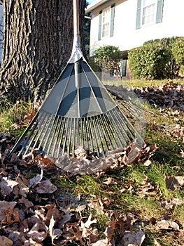 Autumn leaves and rake