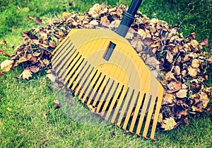 Autumn leaves with rake