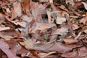 Autumn Leaves Ready to Fall