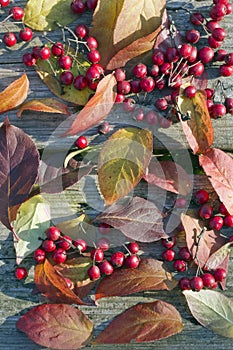 Autumn leaves and red berries lie on wooden boards