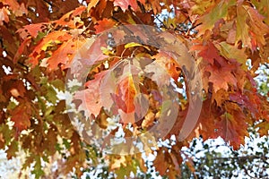 Autumn leaves of red maple on a tree in the park. Bright juicy falling oak tree. Autumn concept