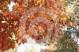 Autumn leaves of red maple on a tree in the park. Bright juicy falling oak tree. Autumn concept