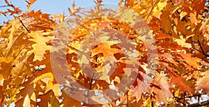 Autumn leaves of red maple on a tree in the park. Bright juicy falling oak tree. Autumn concept