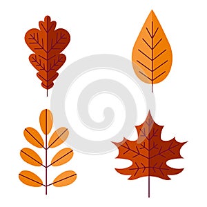 autumn leaves. Red and orange fall foliage. Colorful chestnut, maple and oak trees leaf. Decorative botanical decor